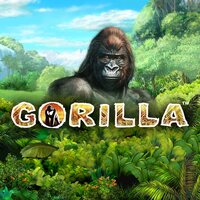 Gorilla