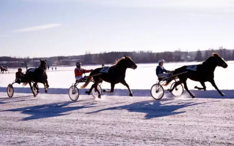 Finnish Horses racing through the snow