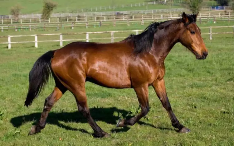 A bay French Trotter in a paddock