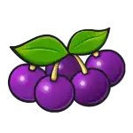 Grape