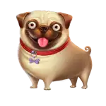 Pug