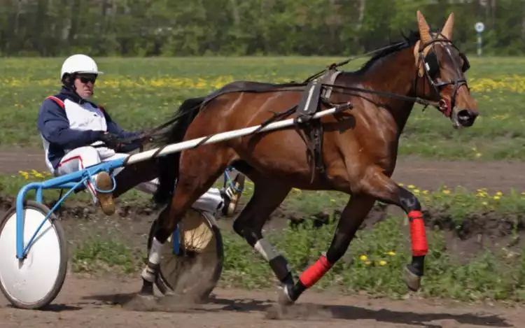 A Russian Trotter with a harness and jockey