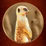 Savanna Stampede_Meerkat