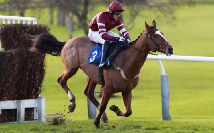 A Steeplechase Horse with jockey jumping over a plain fence