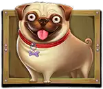 Pug