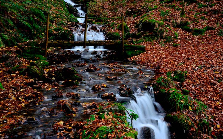 Bosques-de-OCourel-Lugo.jpg