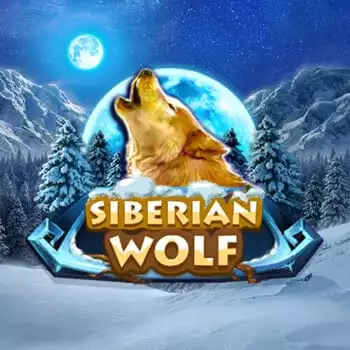 Siberian Wolf